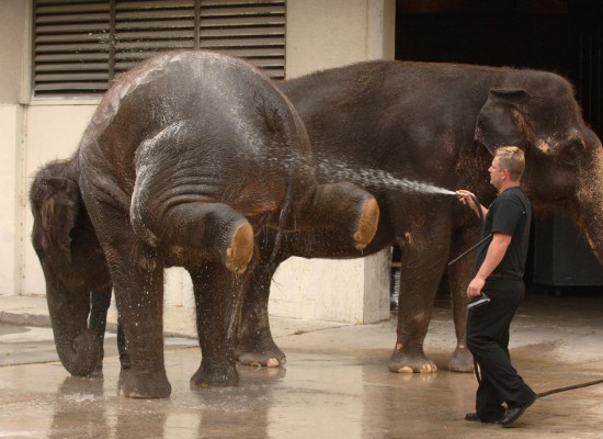 Vask elefanten